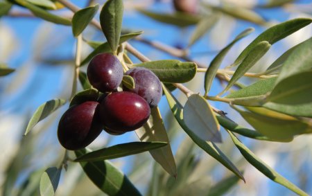 Nutrire l’Olivo: il nuovo progetto di EuroChem