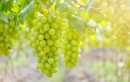 Concimazione post vendemmia della vite: cosa sapere per farla al meglio