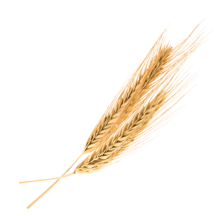 Orzo