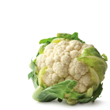 Colture orticole di pieno campo