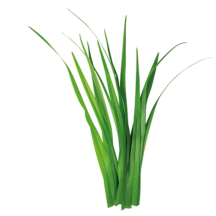 Erbai