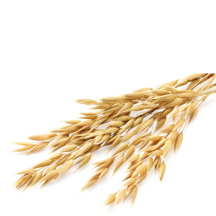 Avena