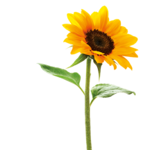Girasole