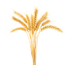 Frumento