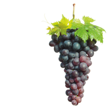 Uva da vino