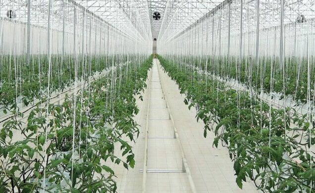 Solubilità e compatibilità: concetti basilari per gli NPK in fertirrigazione