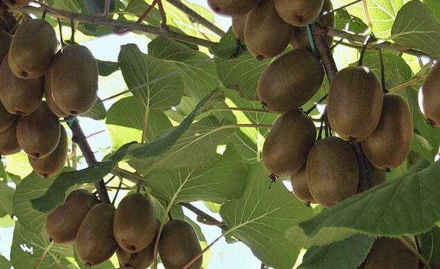 Nutrizione ammoniacale: ruolo fondamentale per l’actinidia