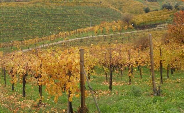 Concimazione autunnale della vite, cosa sapere