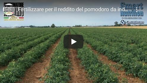 Fertilizzare per il reddito del pomodoro da industria