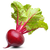 Barbabietola