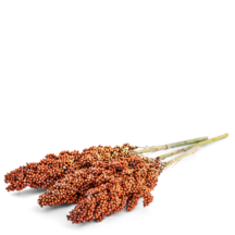 Sorgo