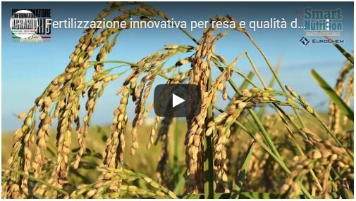 Fertilizzazione innovativa per resa e qualità del riso