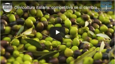 Olivicoltura italiana: competitiva se cambia mentalità