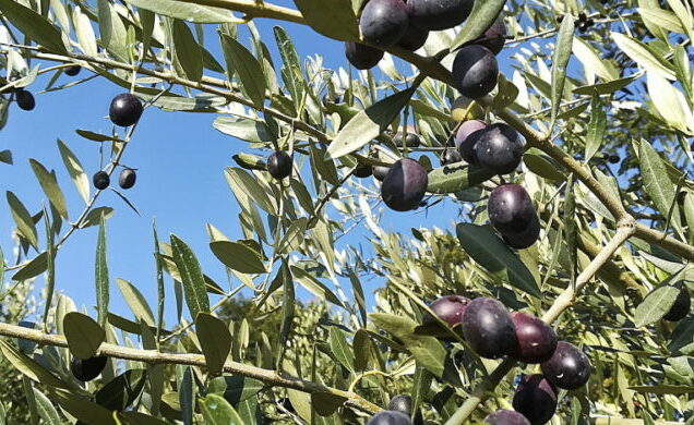 Come cambiano rese e qualità dell’olio con la fertilizzazione