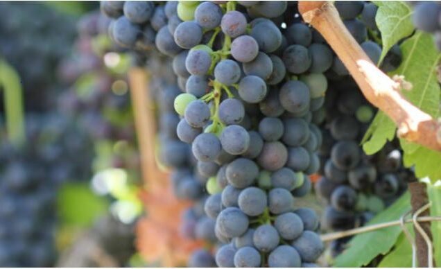 Fertilizzanti evoluti per nutrire la vite