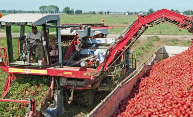 Cosa sapere per fertirrigare al meglio il pomodoro da industria