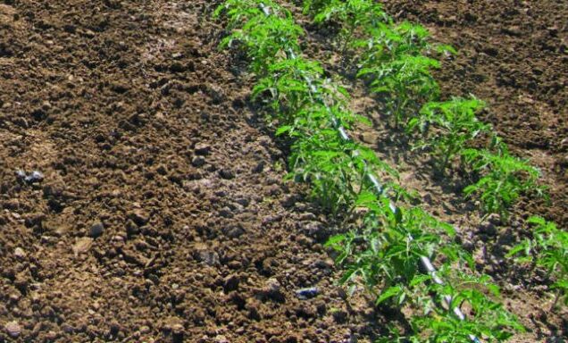 Pomodoro: la qualità dei fertilizzanti fa la differenza