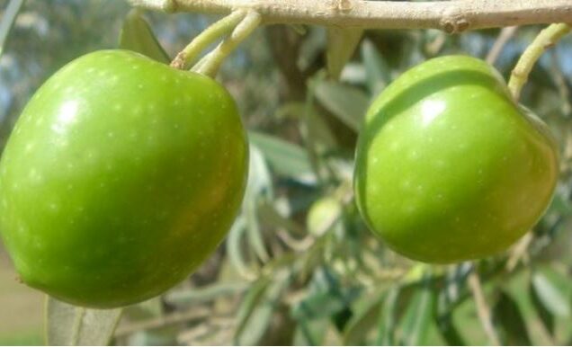 Olive da mensa: fertilizzare con equilibrio