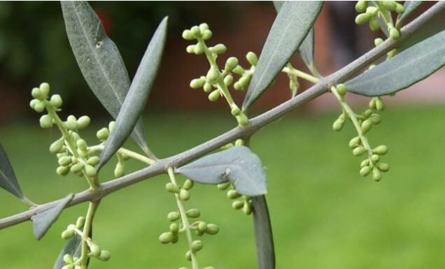 Fertilizzazione dell’olivo: come massimizzarne l’efficacia
