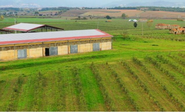 Azoto in oliveto, attenzione ai picchi di disponibilità