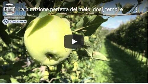 La nutrizione perfetta del melo: dosi, tempi e prodotti giusti
