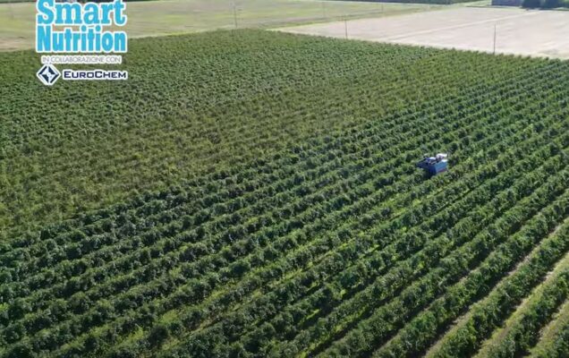 Concimazione post vendemmia della vite: cosa sapere per farla al meglio